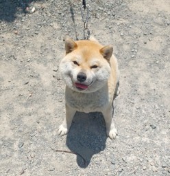 bj image
